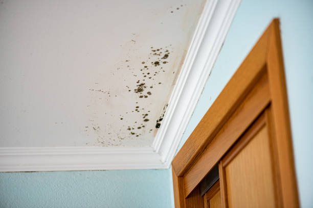 Professional Mold Remediation in Clayton, IN